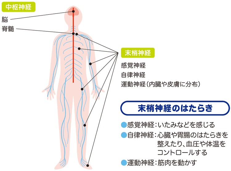 イラスト:中枢神経と末梢神経