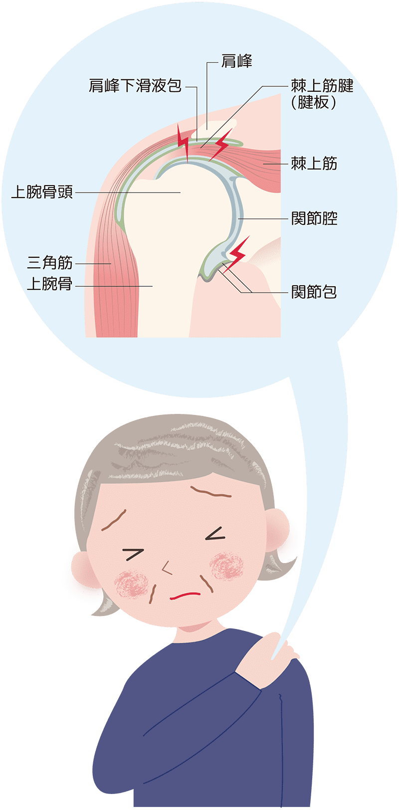 肩関節を構成する筋肉の図