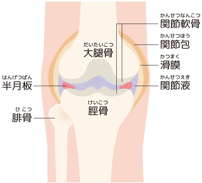 正常な膝関節のイラスト